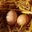 La ferme de Busson. Oeufs