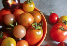 La ferme de Busson. Tomates