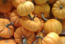 Jardin du poirier. Courge jack be little bio