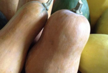 Jardin du poirier. Courge sucrine du berry