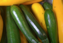 Jardin du poirier. Courgettes