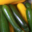 Jardin du poirier. Courgettes