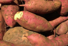 Jardin du poirier. Patate douce