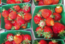Jardin du poirier. Fraises