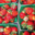 Jardin du poirier. Fraises