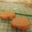 La Ferme d'Orchamps. Mousse de canard