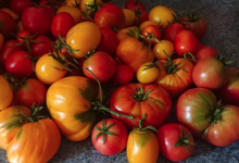 La montagne au safran. tomates