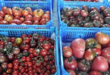 Légumes de Montsaon. tomates