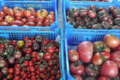 Légumes de Montsaon. tomates