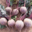 Légumes de Montsaon. Betteraves rouges