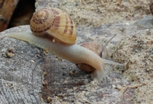 Escargots du plateau