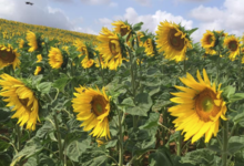 Les ruchers de Marion