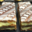 Boulangerie Diderot. Millefeuille
