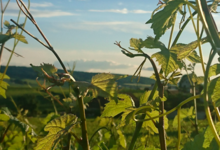 Champagne Du Rédempteur