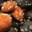 Boulangerie Diderot. Chouquettes