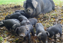 La Cochon'ail Maizièroise