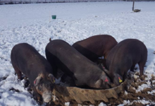 La Cochon'ail Maizièroise