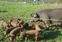 La Cochon'ail Maizièroise