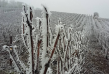 Champagne Francis Mondet