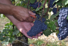 Champagne Bochet-Lemoine
