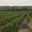 Champagne Bochet-Lemoine
