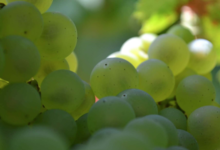 Champagne Bochet-Lemoine