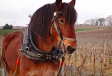 Champagne J Dumangin Fils
