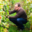 Champagne J Dumangin Fils