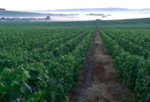 Champagne J Dumangin Fils