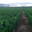 Champagne J Dumangin Fils
