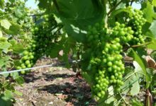Champagne Jean Claude Francois Delage