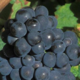 Champagne Quatresols-Jamein
