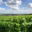 Champagne Serge Rafflin