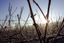 Champagne Jupin et Fils