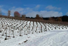 Champagne Leriche Tournant