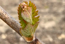 Champagne Leriche Tournant