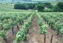 Champagne Leriche Tournant