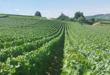 Champagne Alban Lemaire