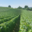 Champagne Alban Lemaire