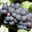 Champagne Alban Lemaire