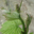 Champagne Alban Lemaire