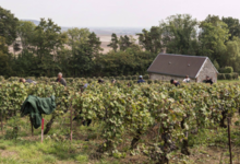 Champagne Saint Sauveur