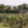 Champagne Saint Sauveur