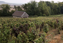 Champagne Saint Sauveur