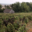Champagne Saint Sauveur