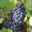 Champagne Briaux Lenique