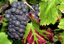 Champagne Joannes Lioté et Fils