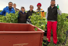Champagne Barnaut