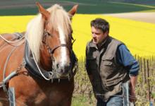 Champagne Benoît Lahaye