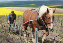 Champagne Benoît Lahaye
